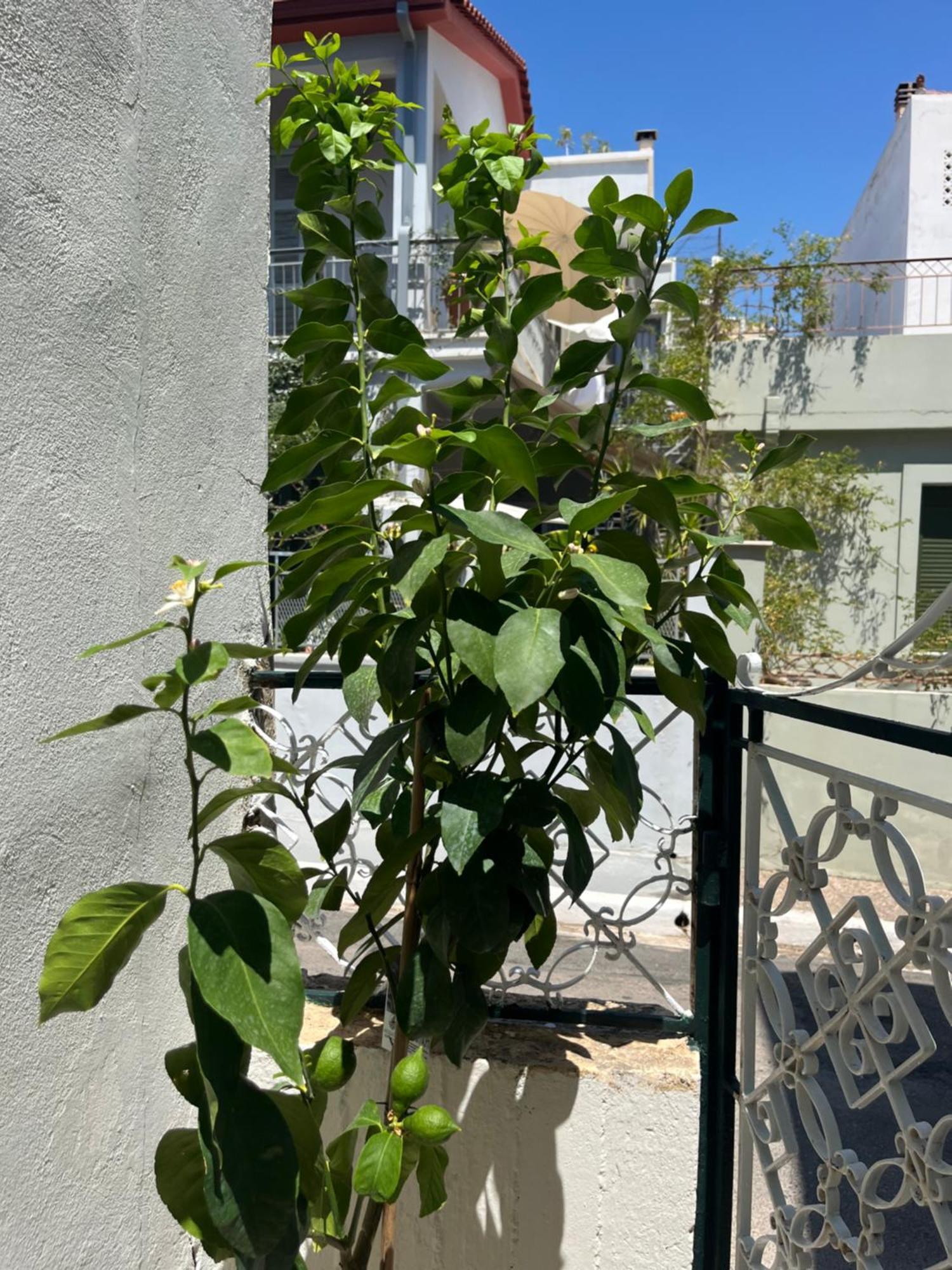 Noa - Designed Garden Studio In The City Center Kalamata Luaran gambar